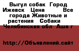 Выгул собак. Город Ижевск › Цена ­ 150 - Все города Животные и растения » Собаки   . Челябинская обл.,Аша г.